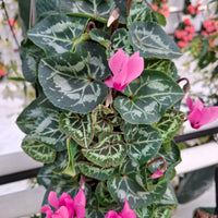 Wandhanger cyclaam roze met Hedera