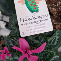 Wandhanger Cyclaam roze