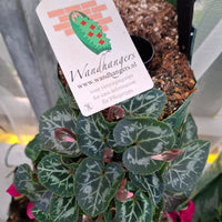 Wandhanger Cyclaam violet met roze