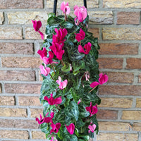 Wandhanger Cyclaam violet met roze
