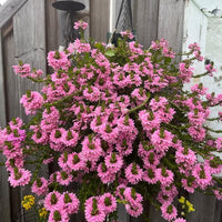 Wandhanger 'Scaevola roze´