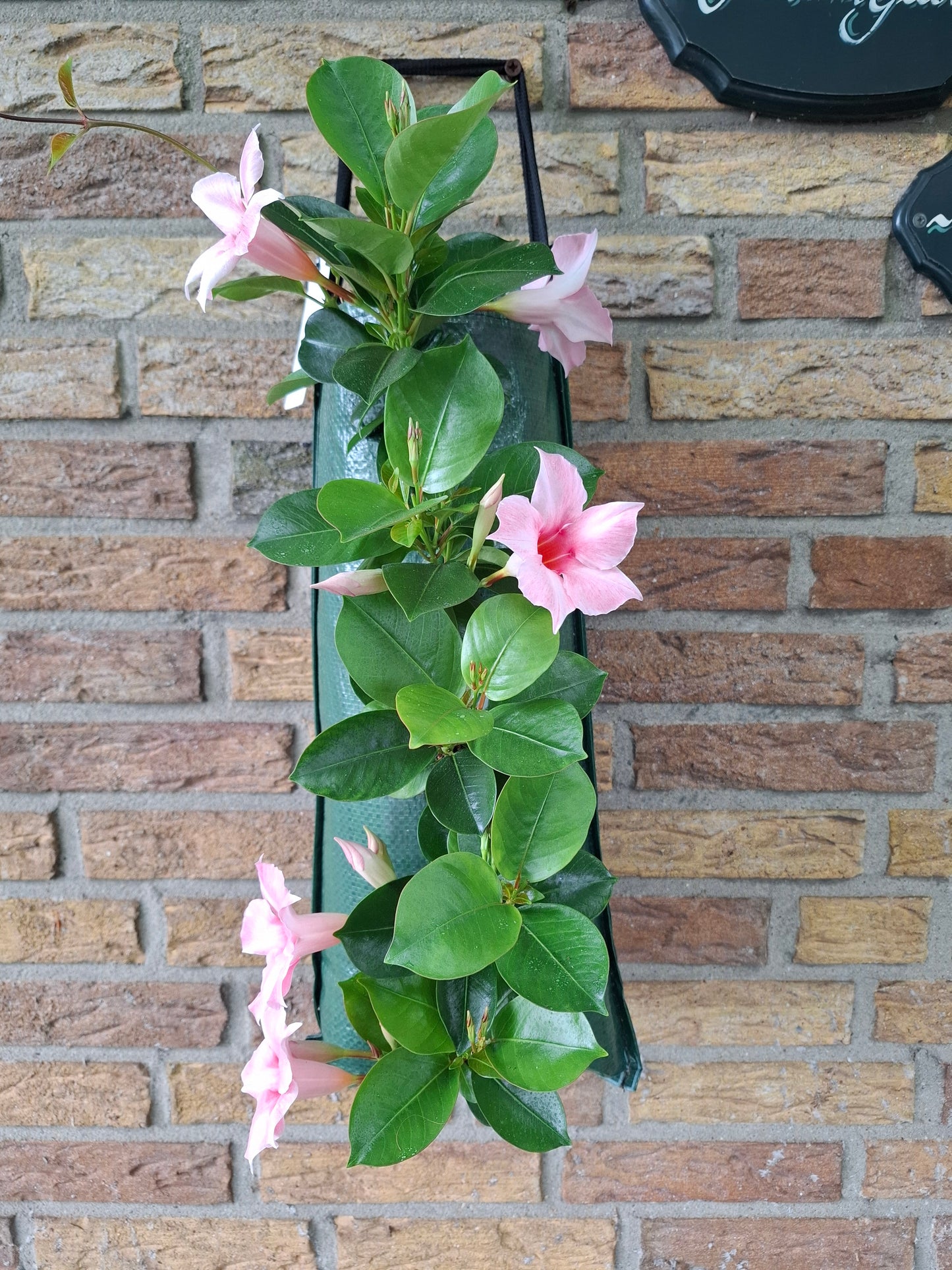 Mandevilla roze