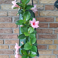 Wandhanger 'Mandevilla roze'