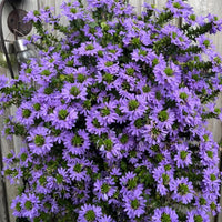 Wandhanger 'Scaevola Blue´