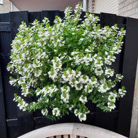 Wandhanger 'Scaevola wit´