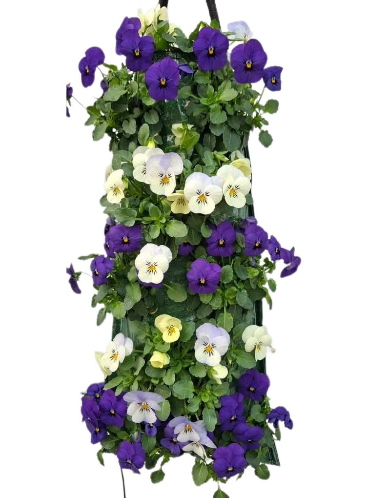 Viola 'Blue mix'