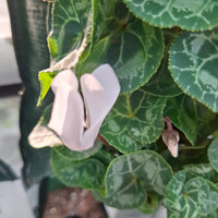 Wandhanger Cyclaam wit