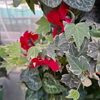 Wandhanger Cyclaam rood met Hedera