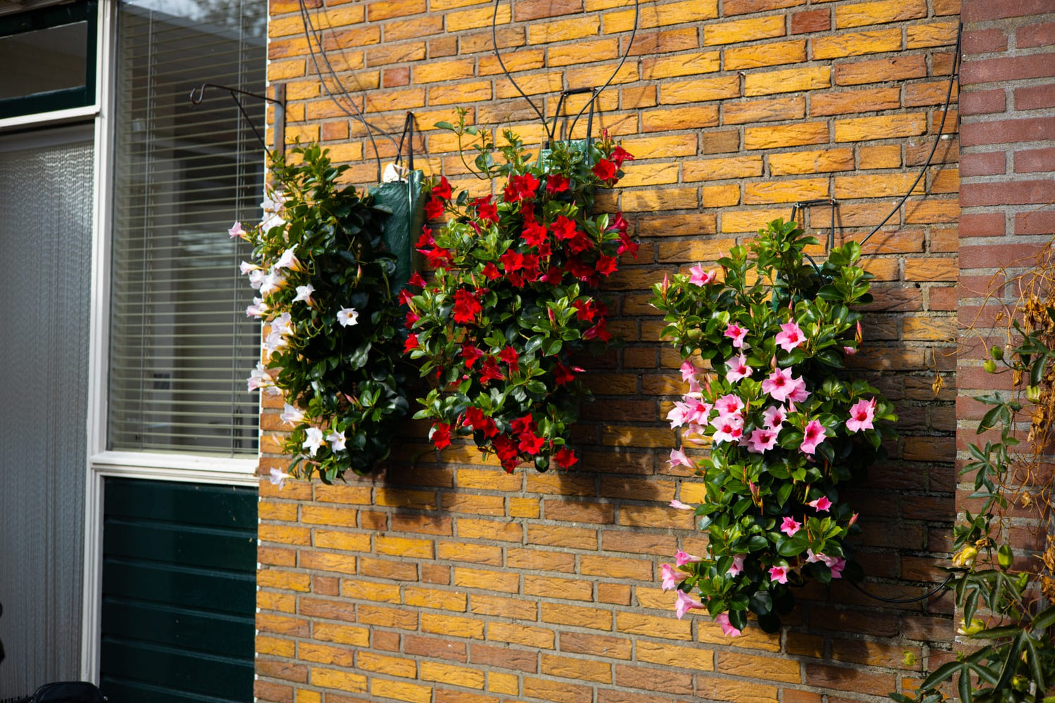 Mandevilla wandhangers (Juni 2026)