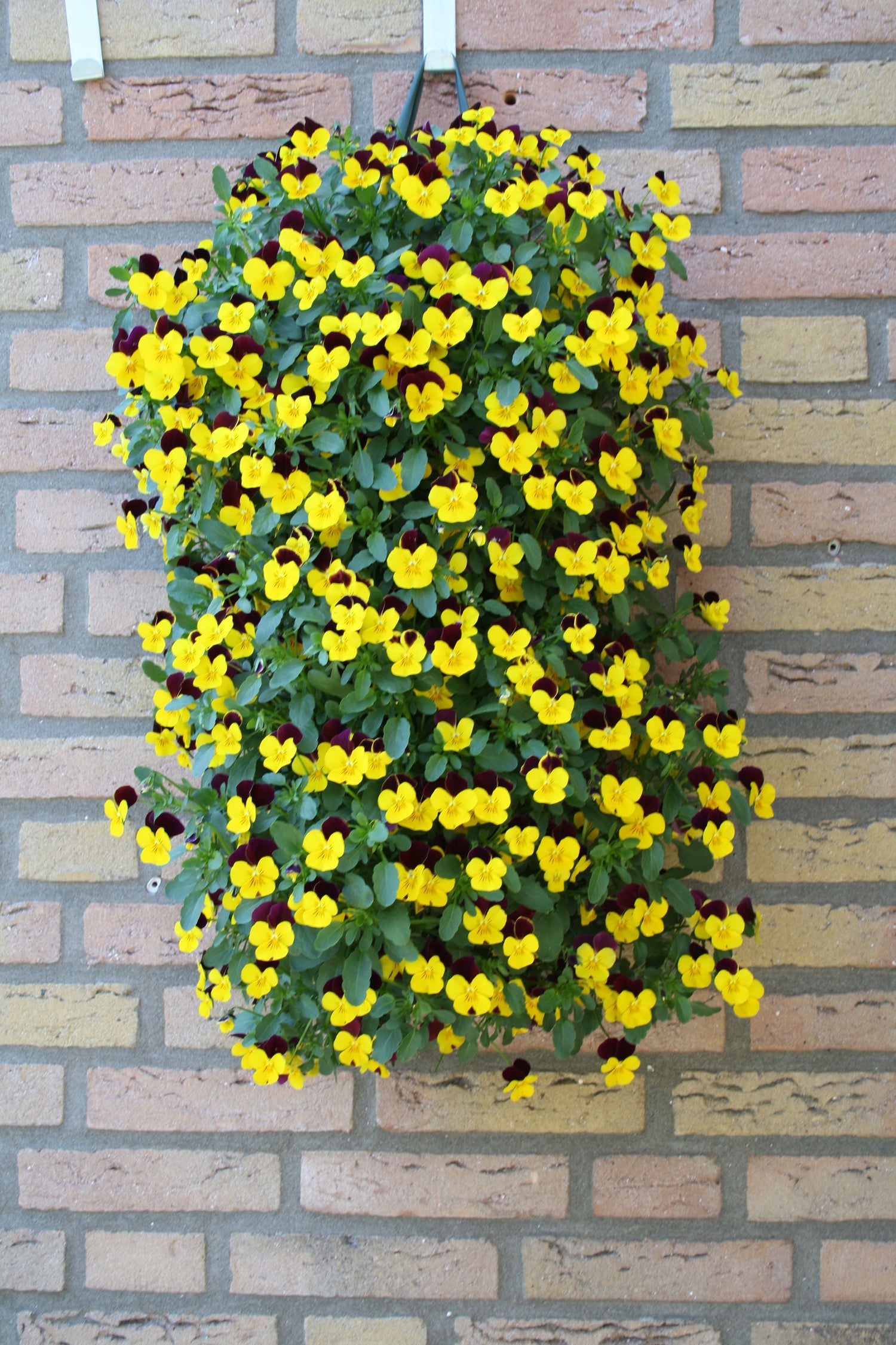 Violen wandhangers (Februari 2026)