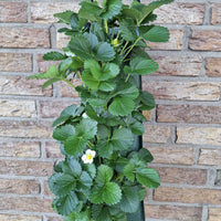 Wandhanger 'Aardbei'
