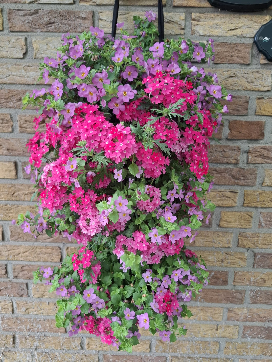 Wandhanger Bacopa met Verbena