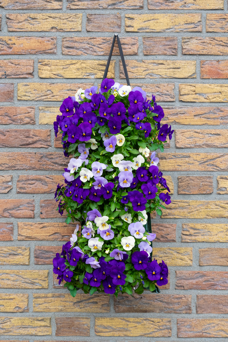Wandhanger viool &