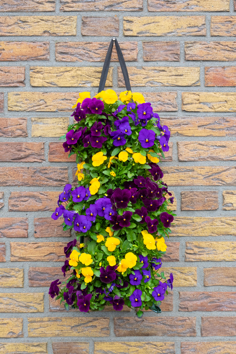Wandhanger viool &