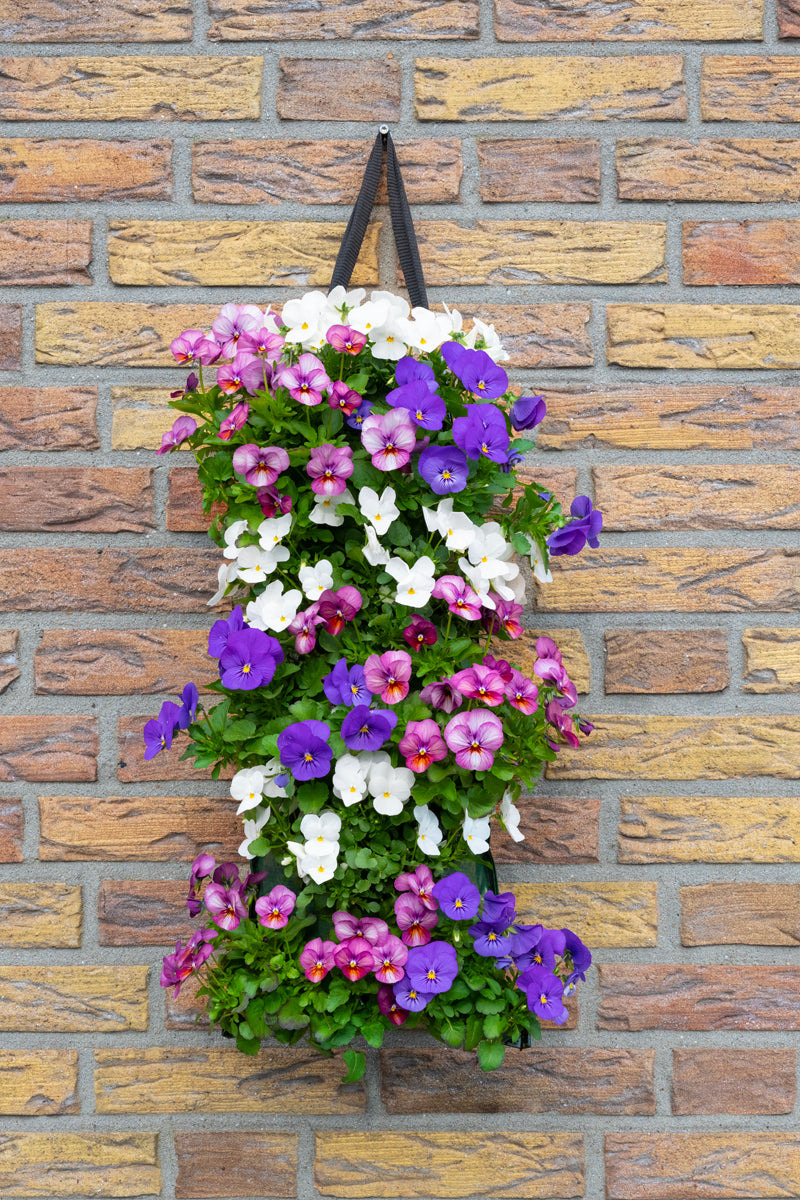 Wandhanger viool &