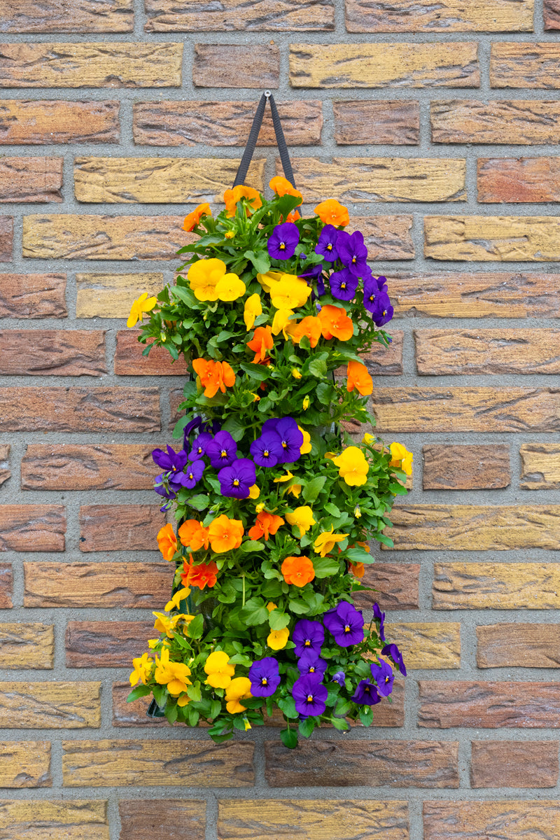 Wandhanger viool ´Tropical´