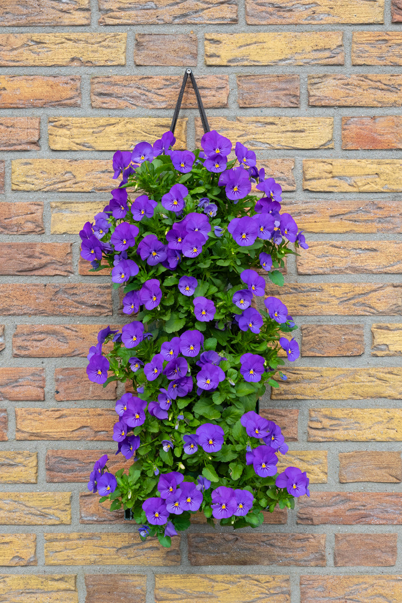 Wandhanger Viool &