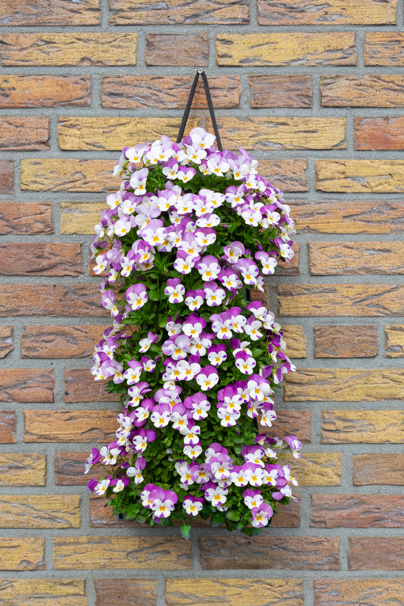 Wandhanger viool &