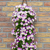 Wandhanger viool 'Rose Wing'