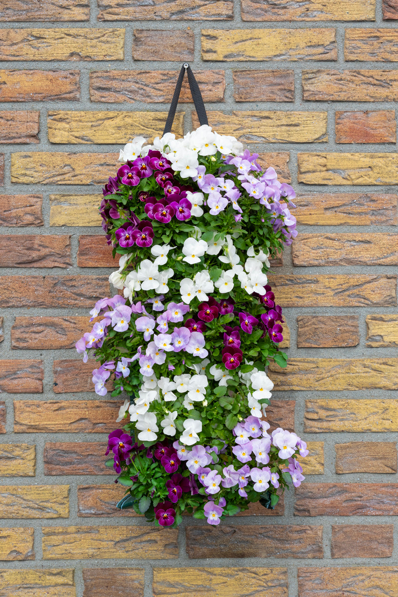 Wandhanger viool &