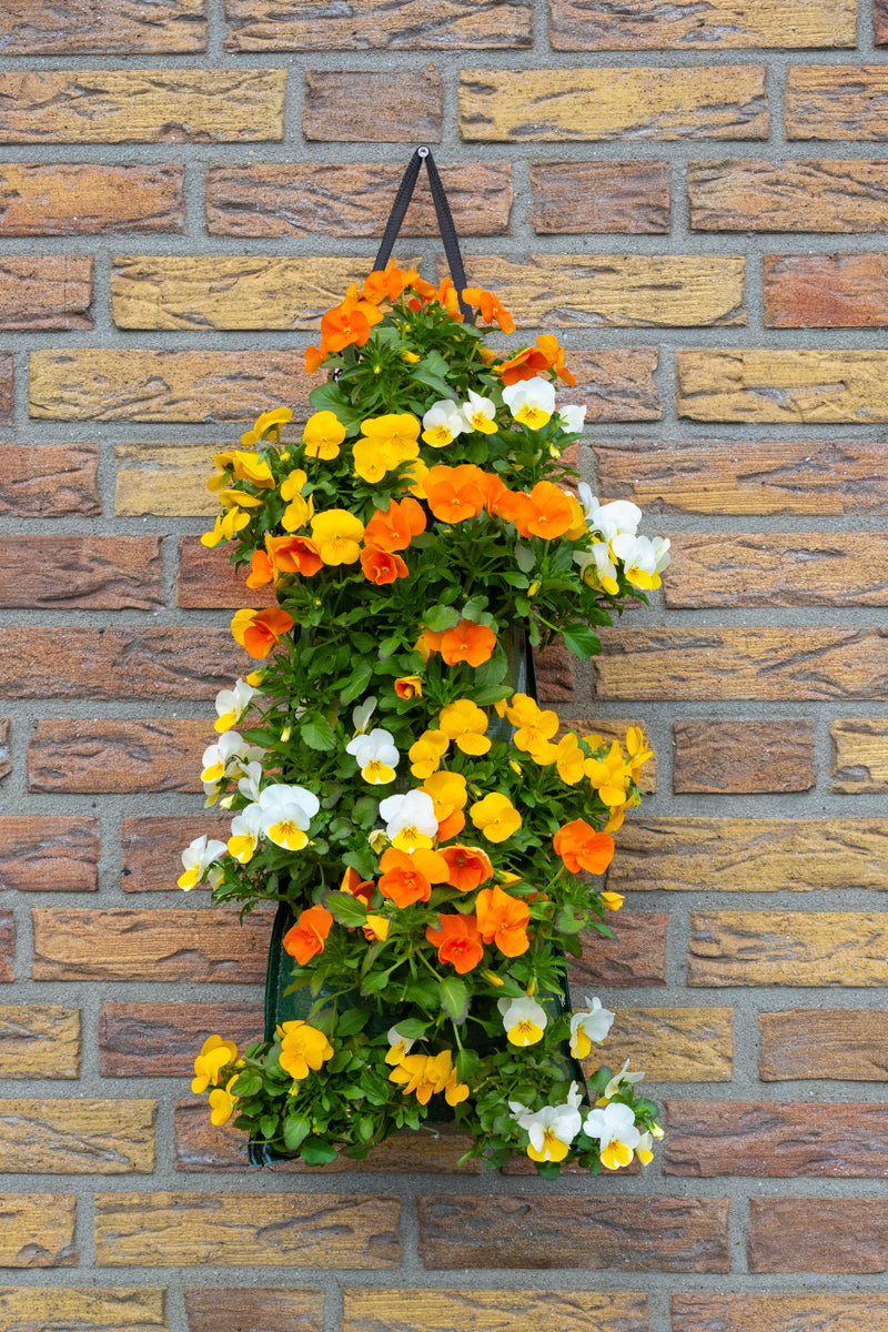 Wandhanger viool ´Easter mix´