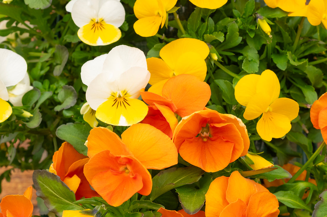 Wandhanger viool ´Easter mix´