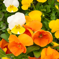 Wandhanger viool ´Easter mix´