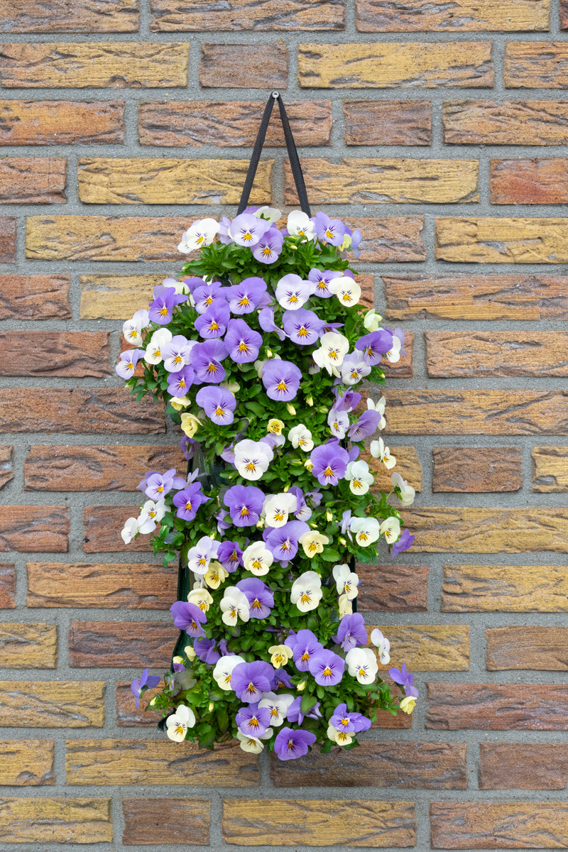 Wandhanger viool &