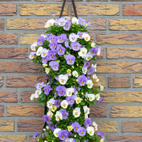 Wandhanger viool 'YTT'