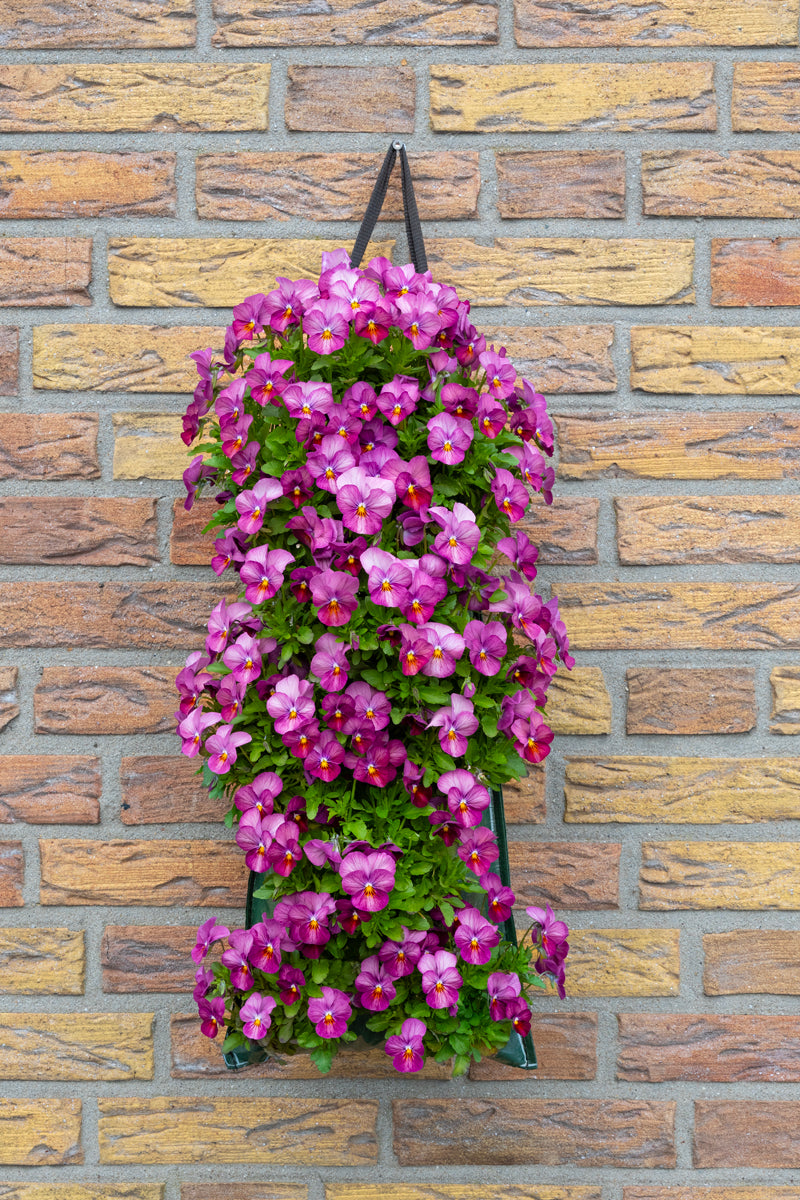Wandhanger Viool &