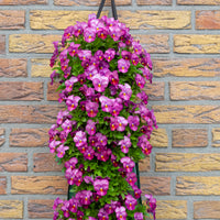 Wandhanger Viool 'Plum Antique'