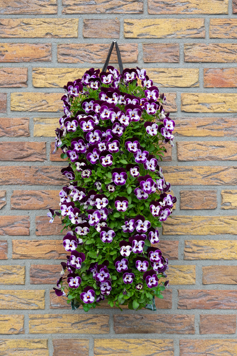 Wandhanger Viool &