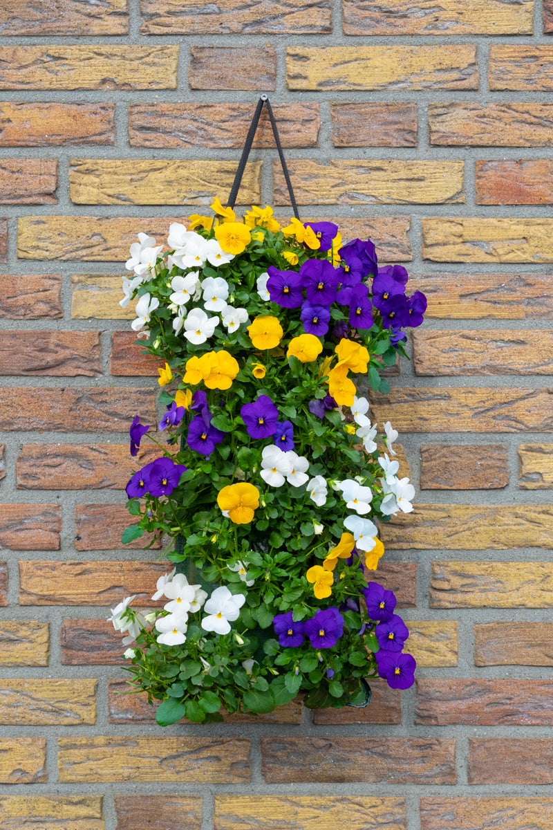 Wandhanger viool &