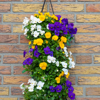 Wandhanger viool 'Carnaval mix´