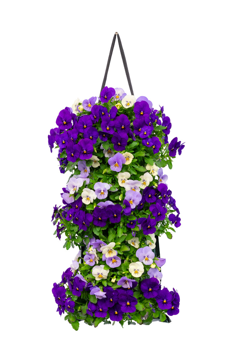 Wandhanger viool &