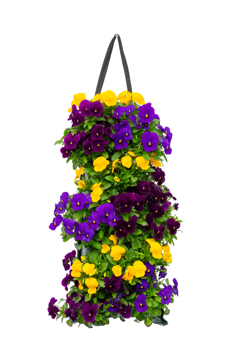 Wandhanger viool &