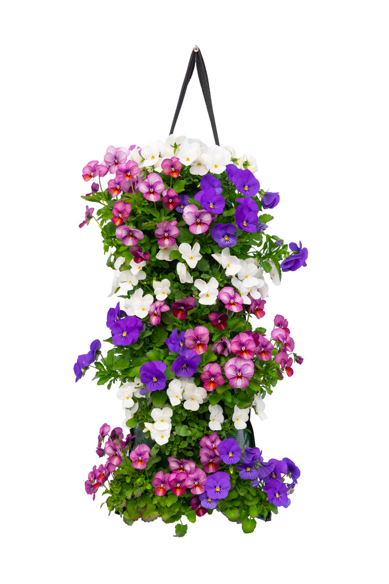Wandhanger viool &