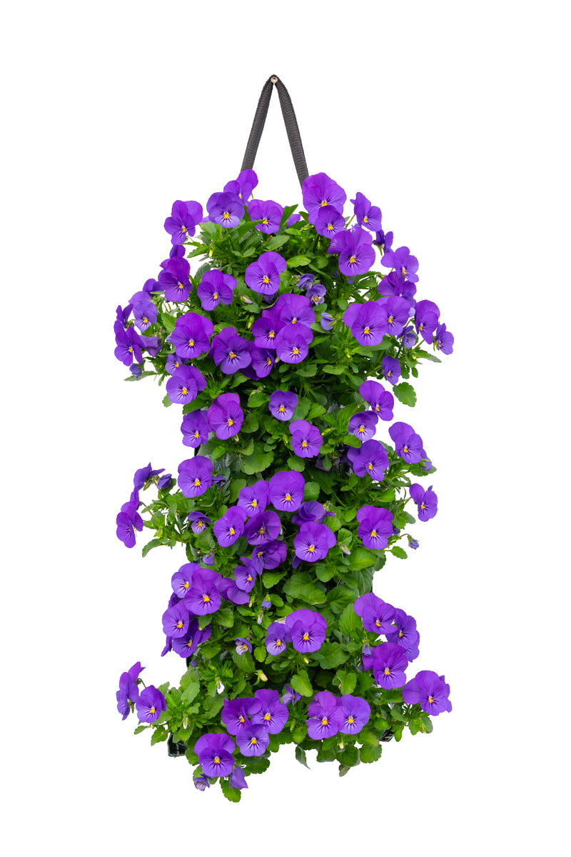 Wandhanger Viool &
