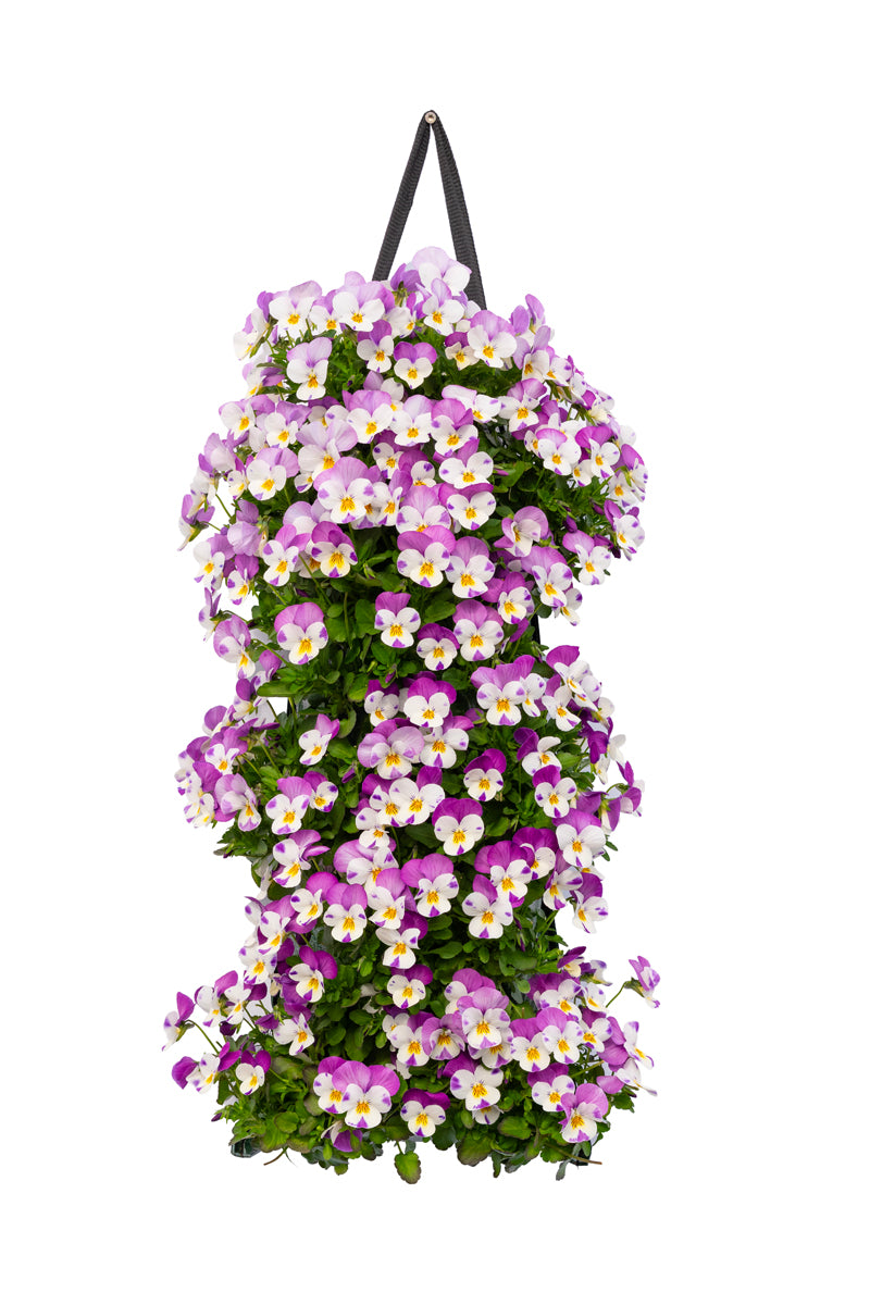Wandhanger viool &