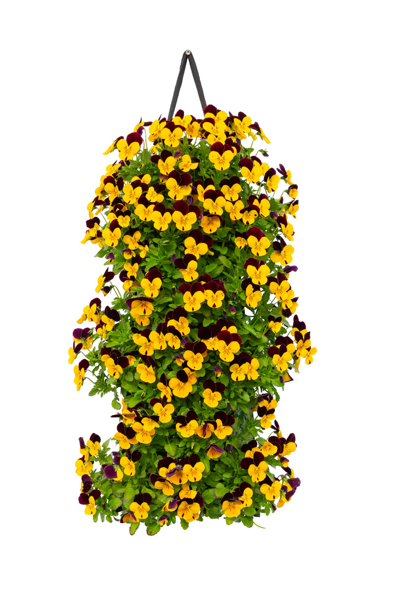 Wandhanger viool &