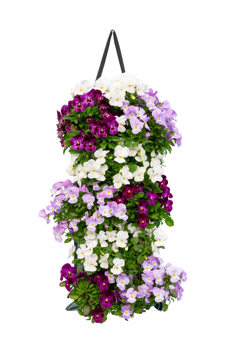 Wandhanger viool &