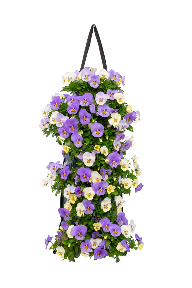 Wandhanger viool &