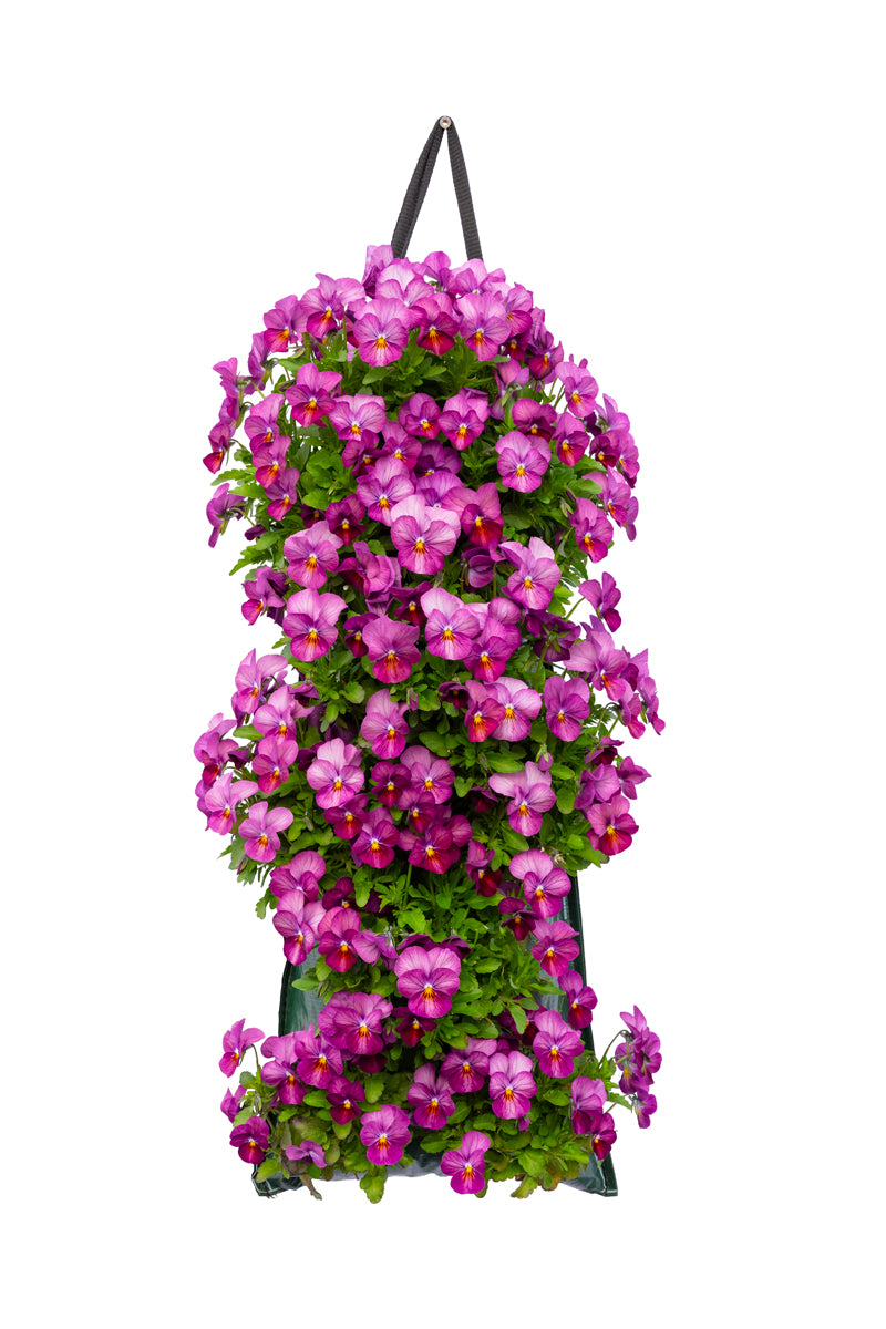 Wandhanger Viool &