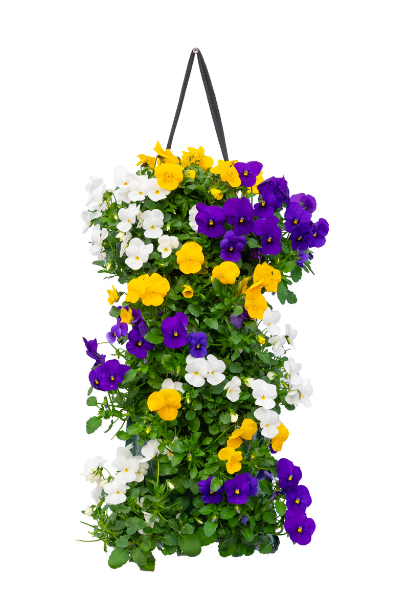 Wandhanger viool &