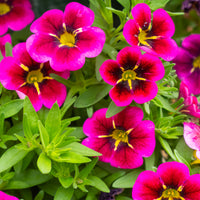 Wandhanger 'Million Bells Good Night Kiss'