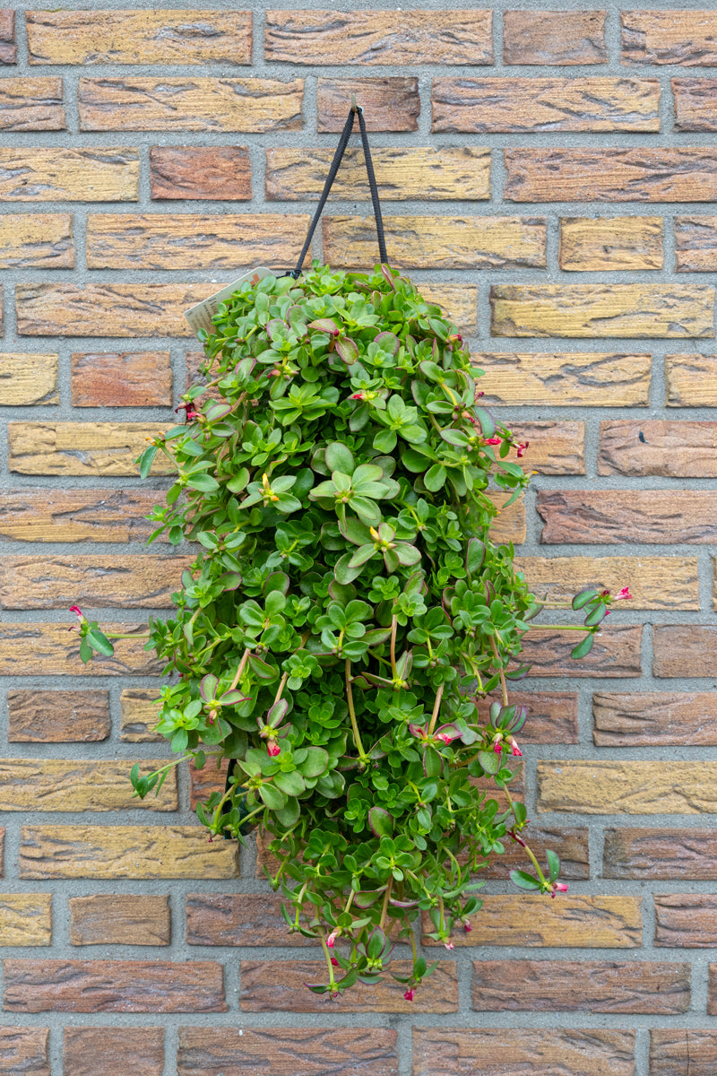 Wandhanger &