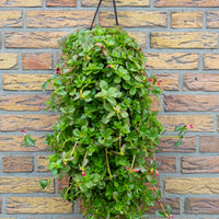 Wandhanger 'Portulaca'