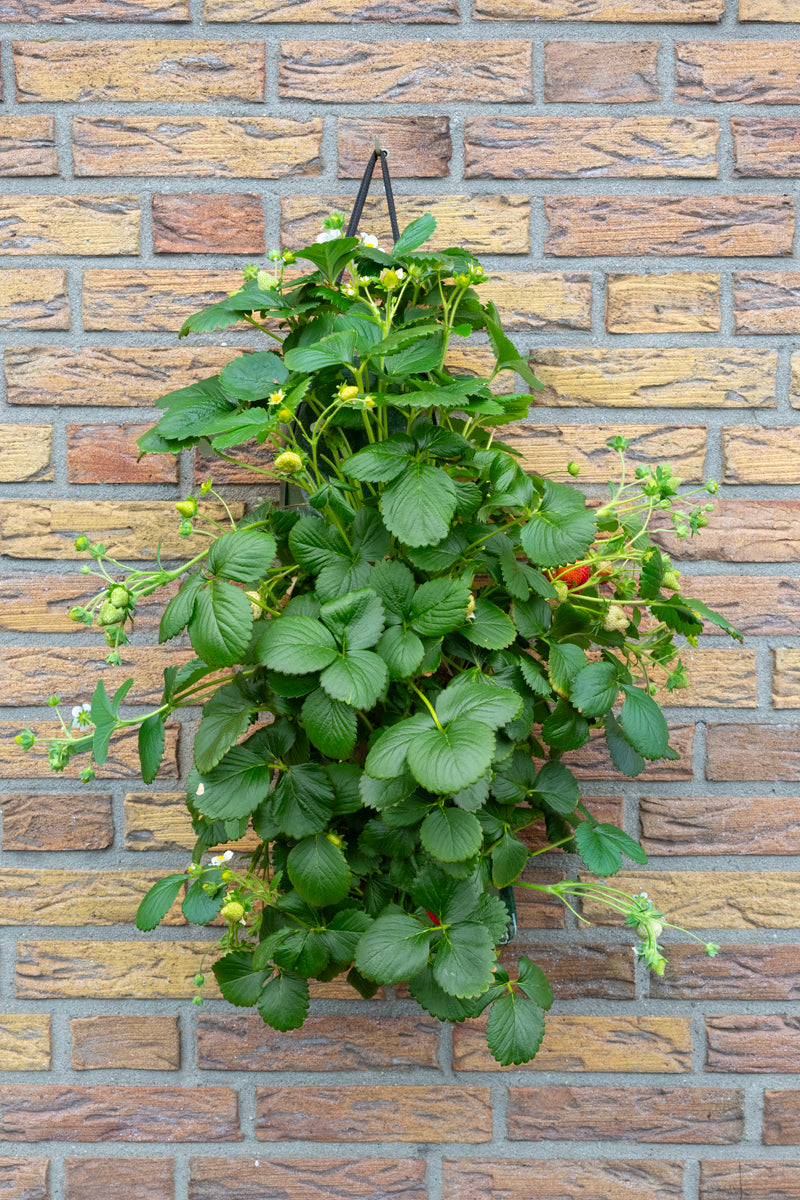 Wandhanger &