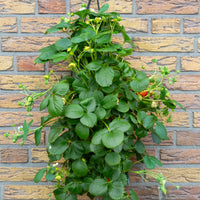 Wandhanger 'Aardbei'