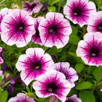 Wandhanger 'Littletunia Pink Splash´